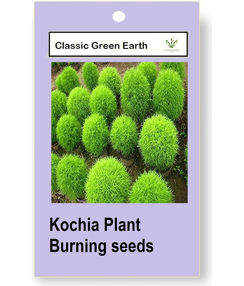 CLASSIC GREEN EARTH - Grass Seeds ( Kochia Plant, Burning Bush Foliage Plant 50 Seeds )
