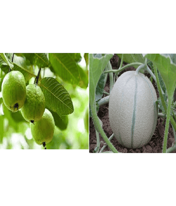 pack of 2 fruits seeds guava muskmelon