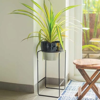 Dual Tone Metal Plant Stand Black - Grey