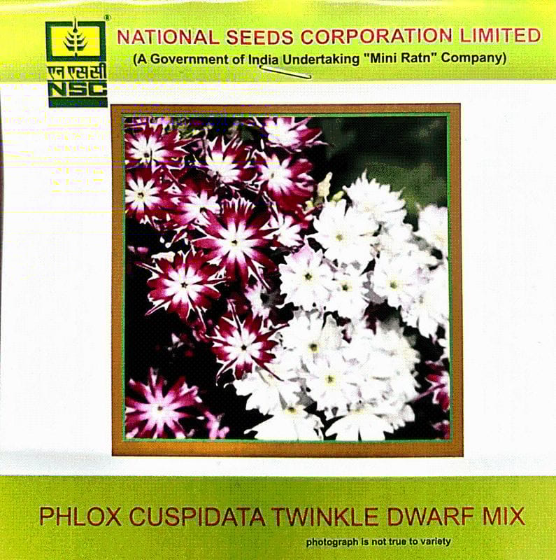 NSC Phlox Cuspidata Twinkle Dwarf Mixed Flower Seed