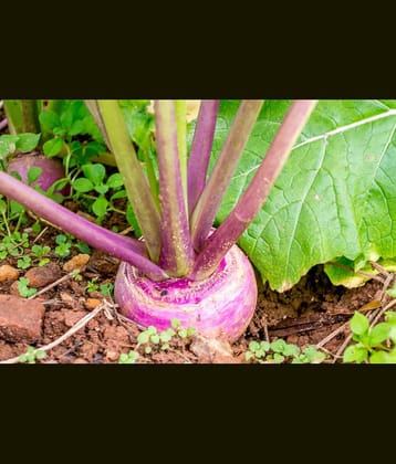 Turinip 100 seeds high germination seeds with instruction manual