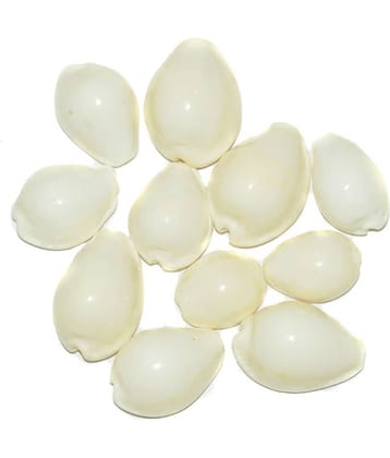 Aksaya Marketing Marble White Kodi Shell - Pack of 11