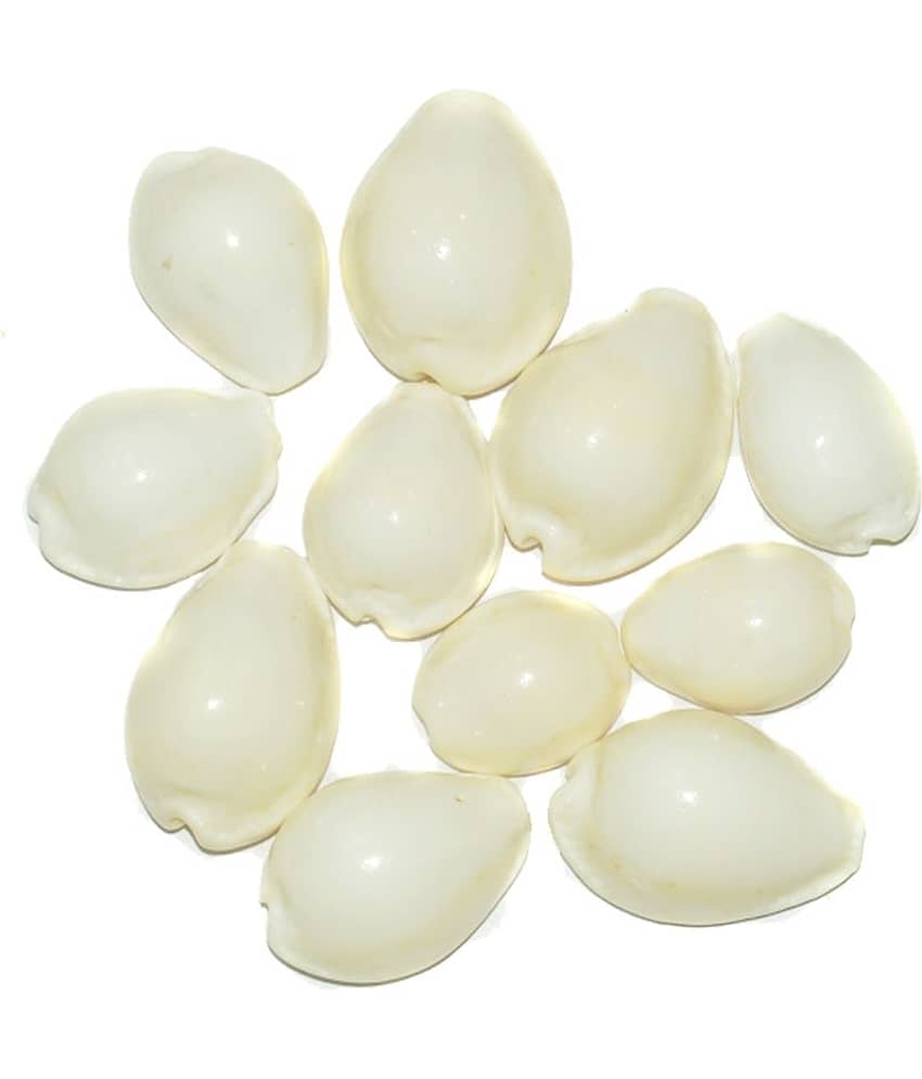 Aksaya Marketing Marble White Kodi Shell - Pack of 11