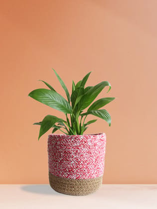 Peace Lily (Medium) Peace Lily (Medium)