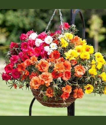 Portulaca Flower Seeds F1 Hybrid Summer Flower Seeds for Home Gardening Pack of 50 Seeds Packet