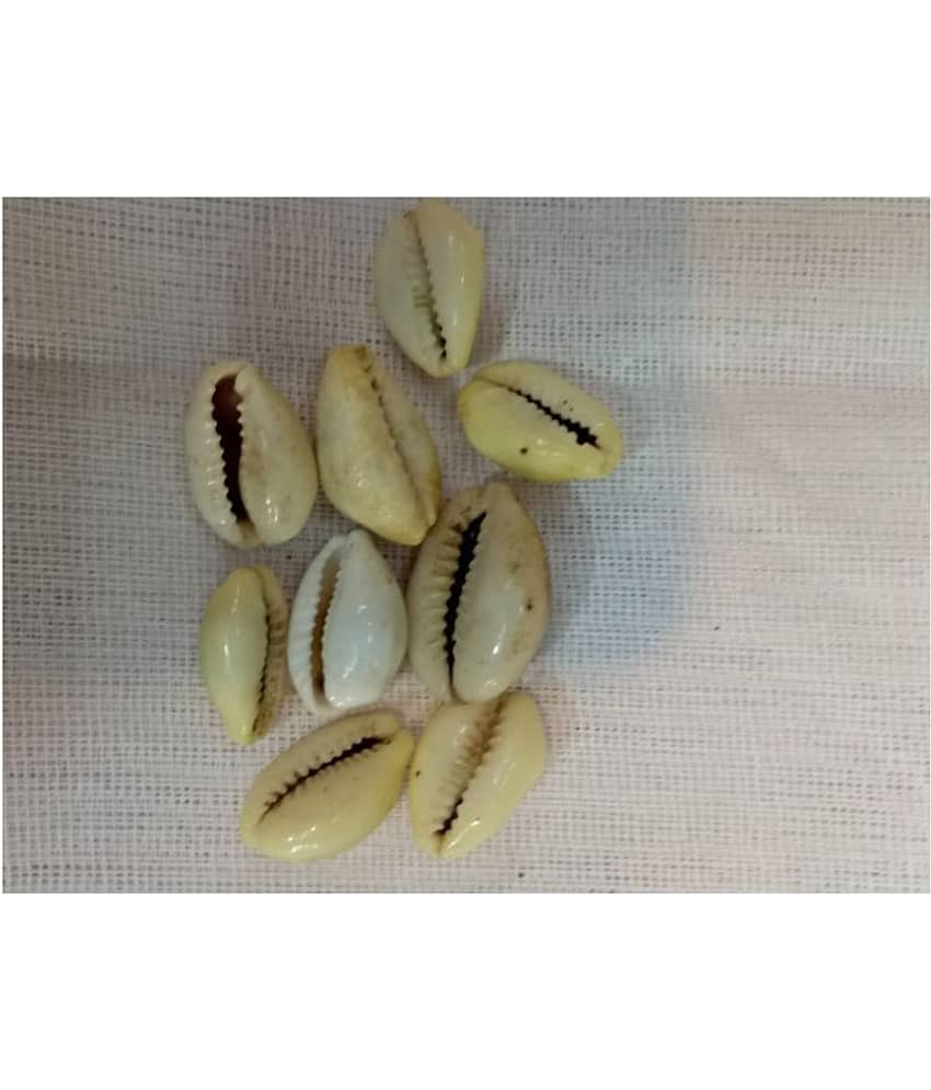 Yellow Kowri/ Natural Kowdi /Pooja Kowdi /Kowdi Shells