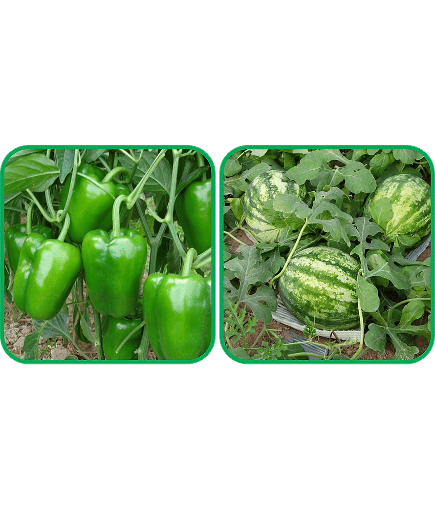 Aero Seeds Watermelon ( 30 Seeds) And Capsicum ( 30 Seeds) Vegetable Seeds Pack