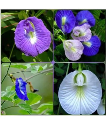 SHANKHPUSHPI / APARAJITHA / SANGU POO / CLITORIA TERNATEA / BUTTERFLY PEA MIXED FLOWER SEEDS - PACK OF 20 SEEDS