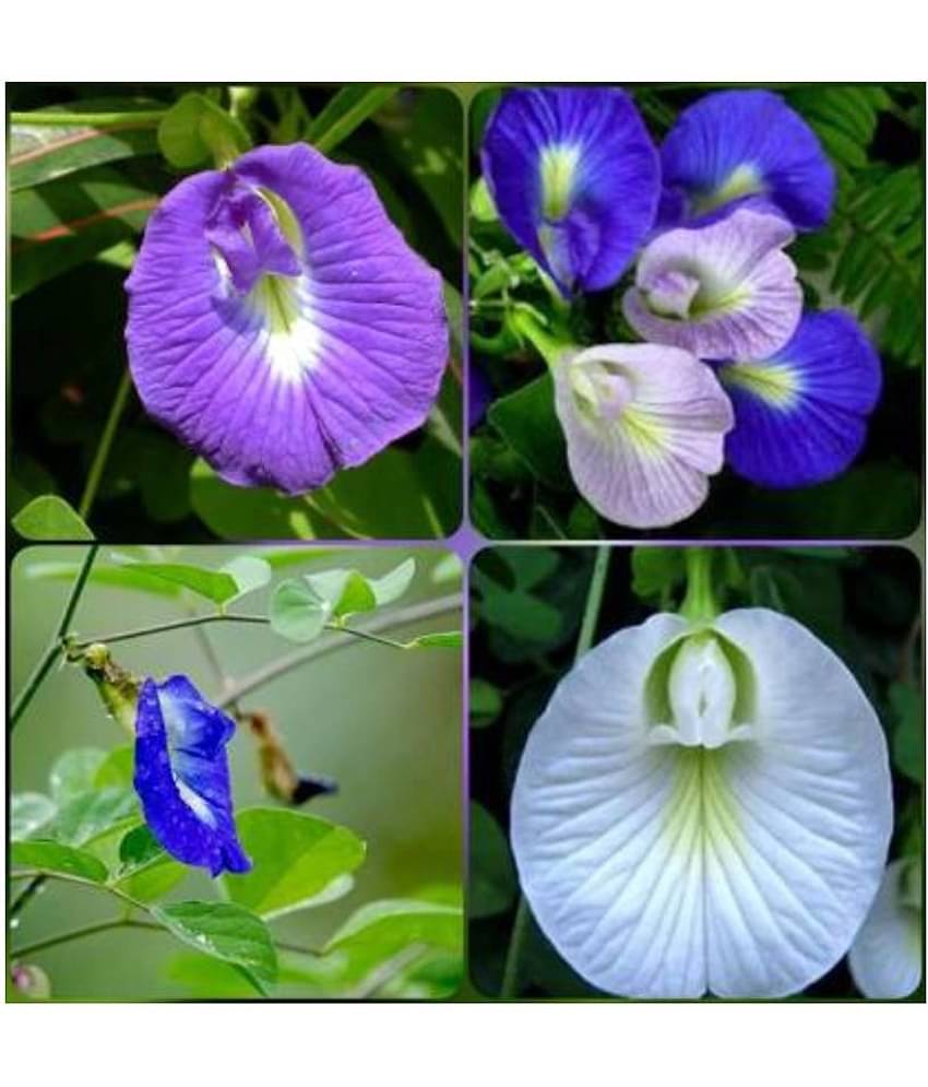 SHANKHPUSHPI / APARAJITHA / SANGU POO / CLITORIA TERNATEA / BUTTERFLY PEA MIXED FLOWER SEEDS - PACK OF 20 SEEDS