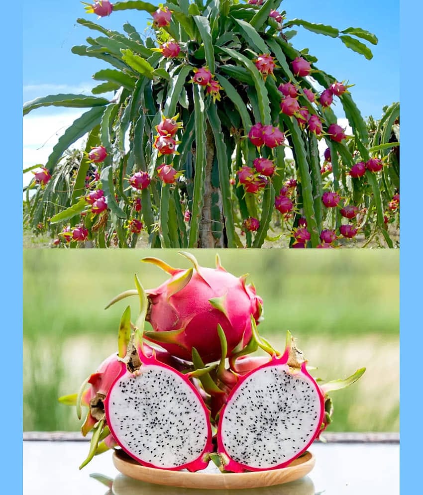Live Dragon Fruit Plant – Home & Garden  Dragon Fruit Cactus Plant – Fast-Growing, Fruit-Bearing