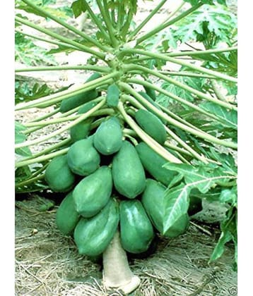 Bonsai Honey Papaya Fruit Seeds - 15 Seeds/Pack + Instruction Manual