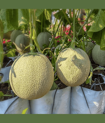 Jignisha Seeds Hybrid Kharbooja Fruit ( 30 Seeds )