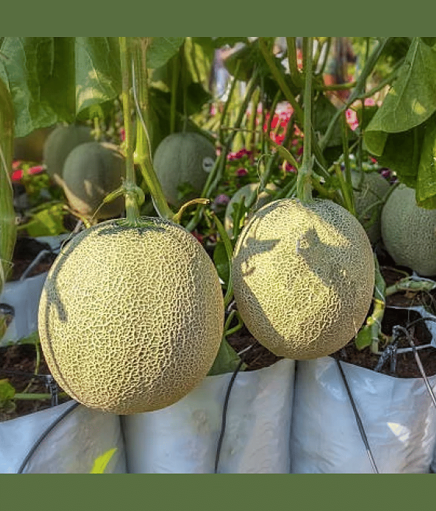 Jignisha Seeds Hybrid Kharbooja Fruit ( 30 Seeds )