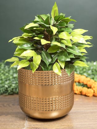 Indoor Golden Hammered Floor Planter