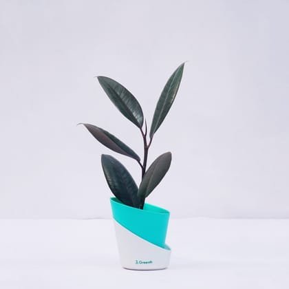 Rubber Plant-Self Watering Pot / Teal