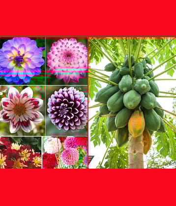 homeagro - Dahlia Mixed Flower ( 25 Seeds )