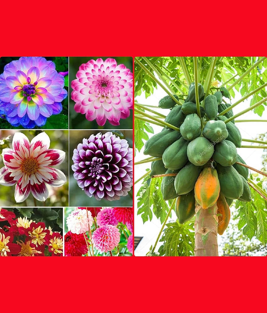 homeagro - Dahlia Mixed Flower ( 25 Seeds )