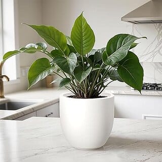 De Gardenia FOXB PCUP Pots for Plants Durable Lightweight Indoor/Outdoor Flower Pot Gamla Tree Planter for Living Room Balcony Garden Office (White 20 Inch)