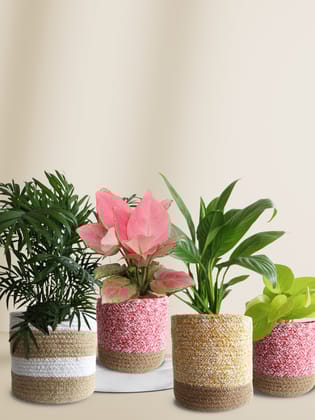 Elegant Air-Purifying Living Room Plants Combo