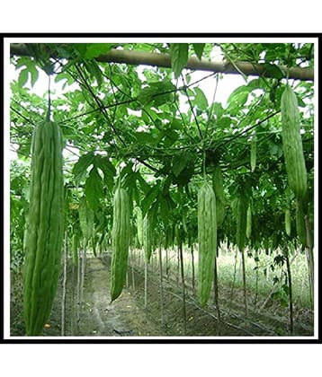 F1 HYBRID BITTER GOURD KARELA 15 SEEDS PACK WITH MANUAL