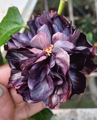 Austrelian Hibiscus Plant For Home Gardening