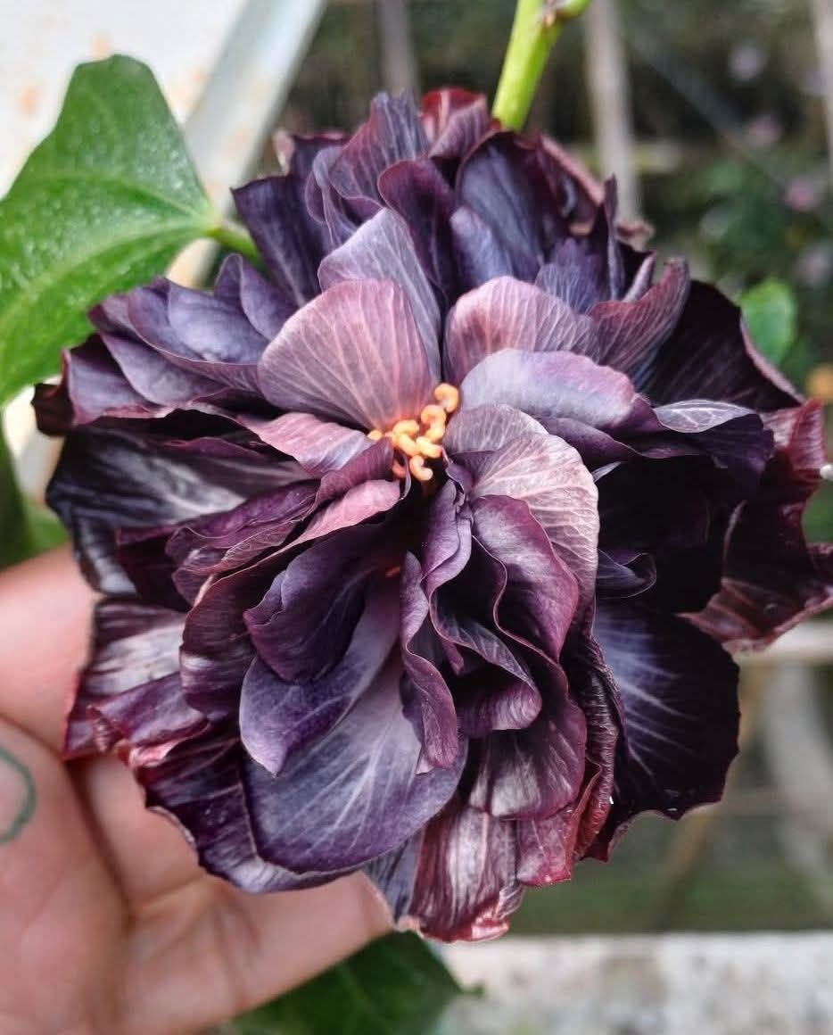 Austrelian Hibiscus Plant For Home Gardening