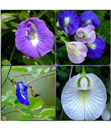 SHANKHPUSHPI / APARAJITHA / SANGU POO / CLITORIA TERNATEA / BUTTERFLY PEA MIXED FLOWER SEEDS - PACK OF 20 SEEDS