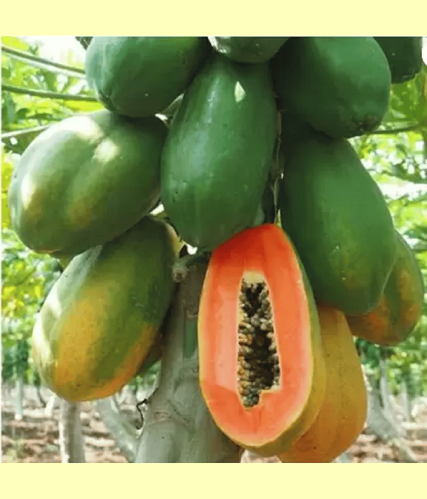 CLASSIC GREEN EARTH - Papaya Fruit ( 60 Seeds )