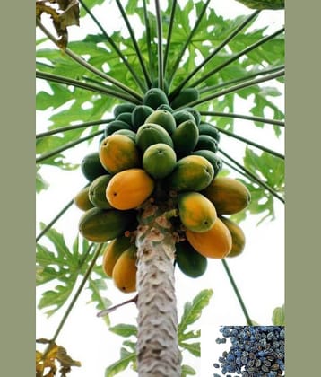 homeagro - Papaya Fruit ( 50 Seeds )