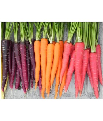 MIX COLOR Carrot 150+ Seeds PACK Gaajar Seeds - Carrot Seeds, Vegetable Seeds For Terrace Garden KITCHEN GARDEN
