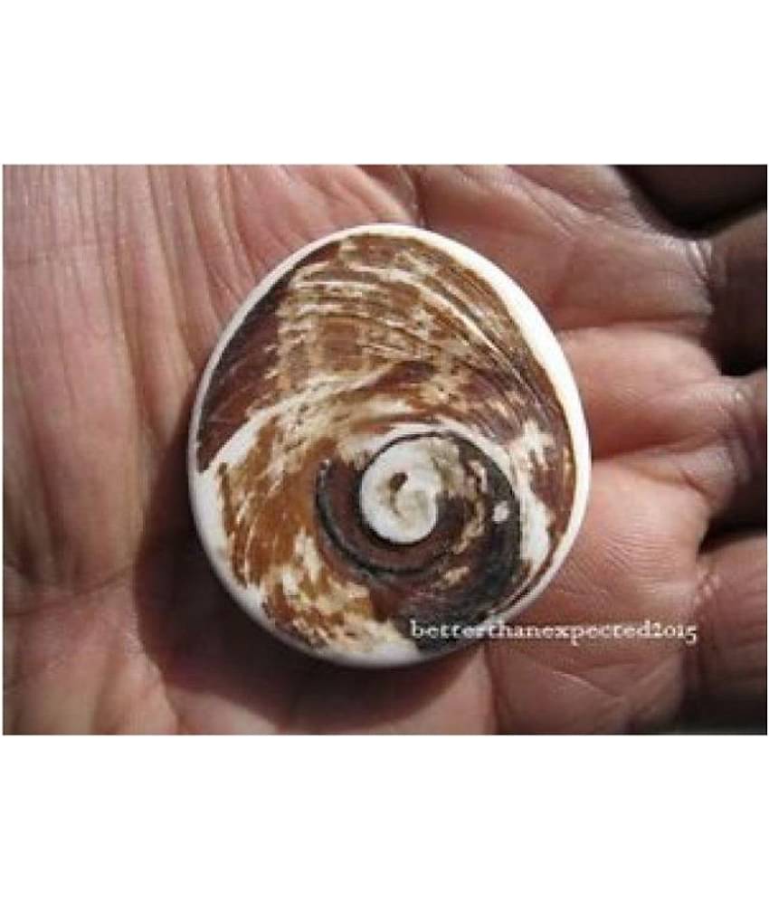 Padmavathi Enterprises - Porcelain Gomti Chakra (Pack of 1)