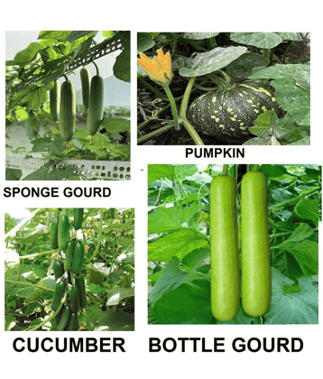 CLASSIC GREEN EARTH - Vegetable Seeds ( cucumber sponge gurd bottle guard pupkin 30 seeds )