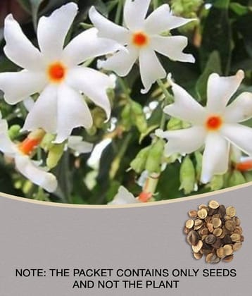 Harsringar PARIJAT FLOWER PLANT 30 seeds with cocopeat COMBO PACK WITH USER MANUAL FOR GARDENING USE