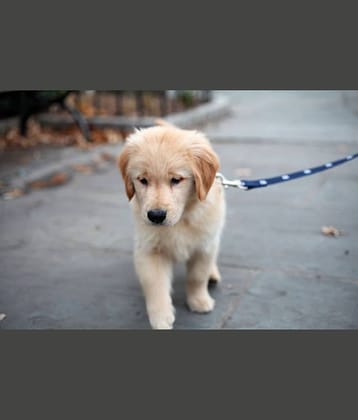 Nylon Leash Rope With Nylon Collar ( color may vary)