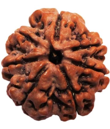NIVARAN - 7 Mukhi Rudraksha Bead ( Pack of 1 )