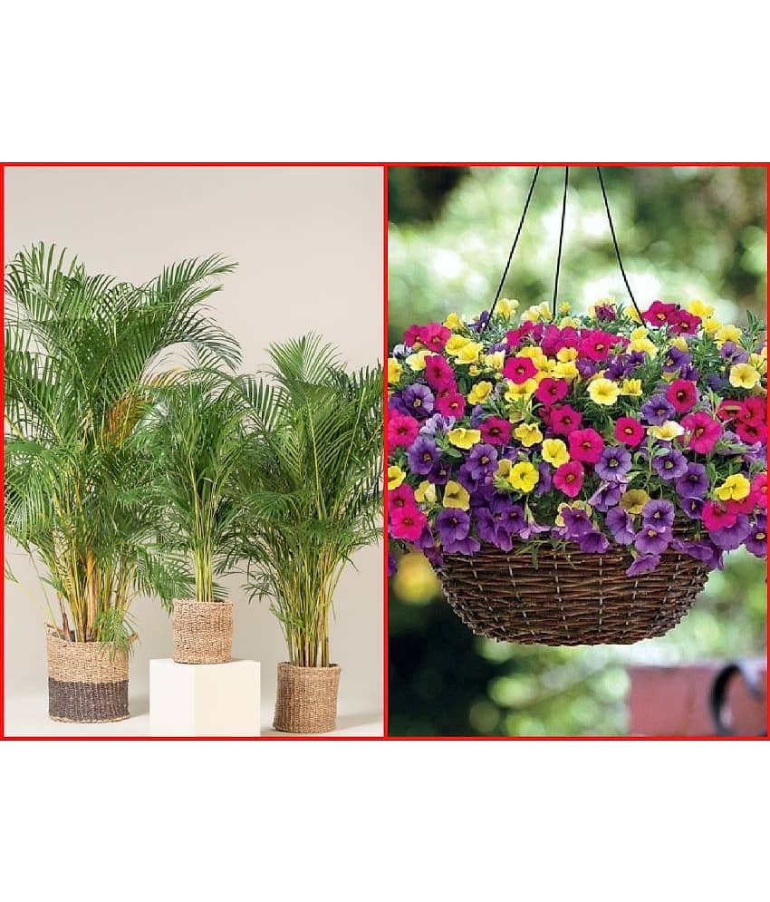 Seeds Combo - Areca Palm Plant (5 Seeds) and Balsam flower (20 seeds)