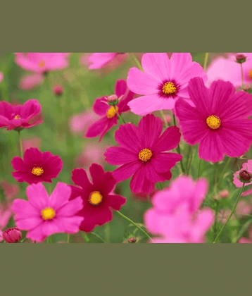 CLASSIC GREEN EARTH - Cosmos Flower ( 20 Seeds )