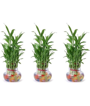 Green plant indoor - Green Wild Artificial Flowers With Pot ( Pack of 3 )
