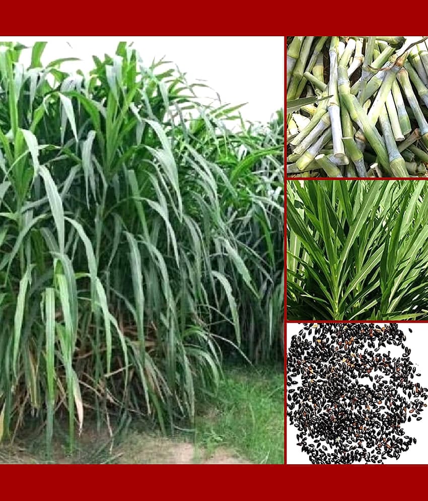 super napier grass pack of 500 seeds WITH USE MANUAL FOR OUTDOOR GARDENING USE ( USED IN ANIMAL FOOD)