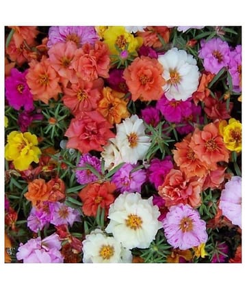 SHOP 360 GARDEN Portulaca Grandiflora Double Mix Flower Seeds - Pack of 100 Seeds