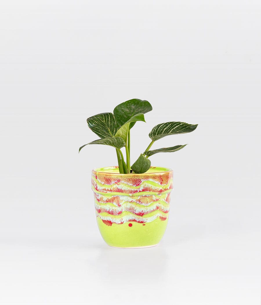 Philodendron Birkin in Lemon Yellow Ceramic Planter
