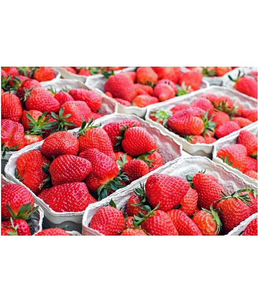 Strawberry Alpine Fragaria 20 Seeds Pack