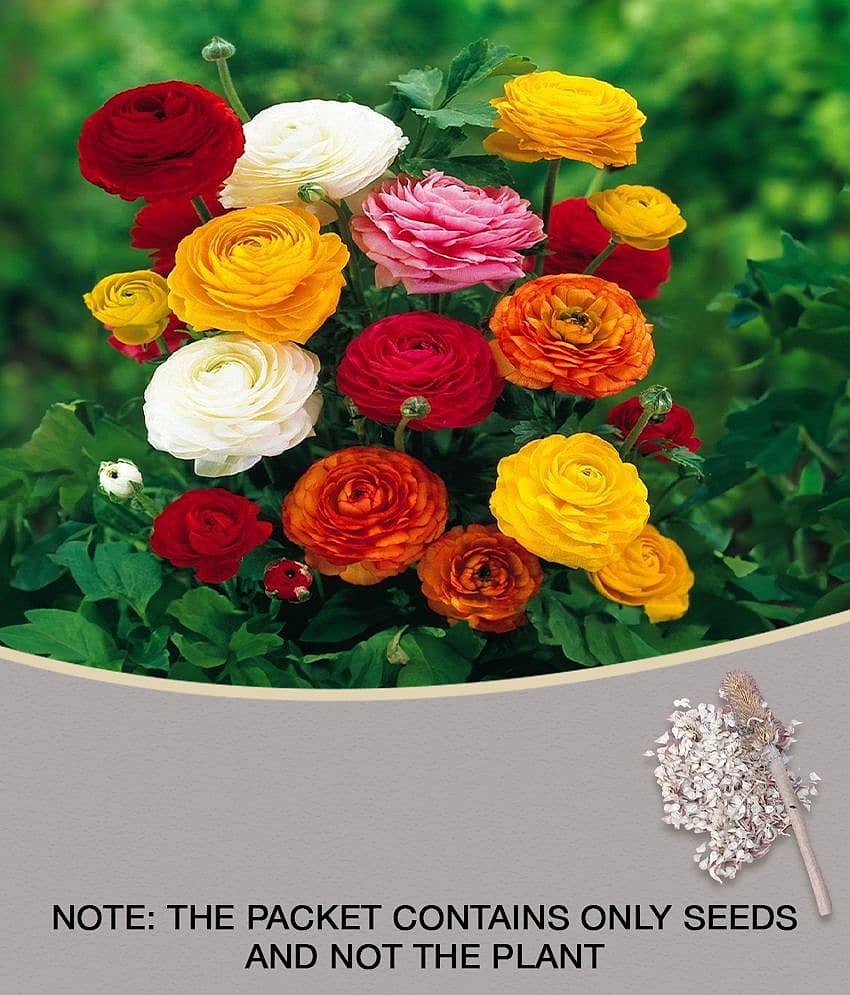 Futaba Ranunculus asiaticus Exotic Persian Buttercup Flower Seeds - 25 Seeds/Pack + Instruction Manual Inside the Package
