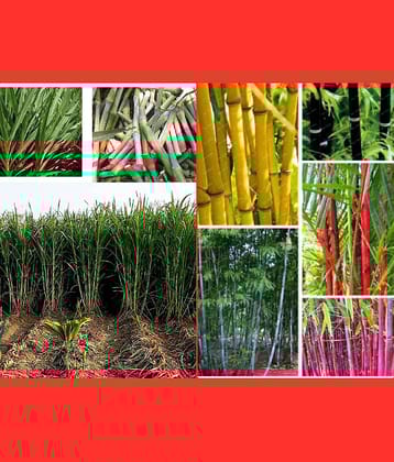 Homeagro Seeds Combo - Bamboo Plant ( 20 Seeds ) and Chrysanthemum mix Flower ( 50 seed )