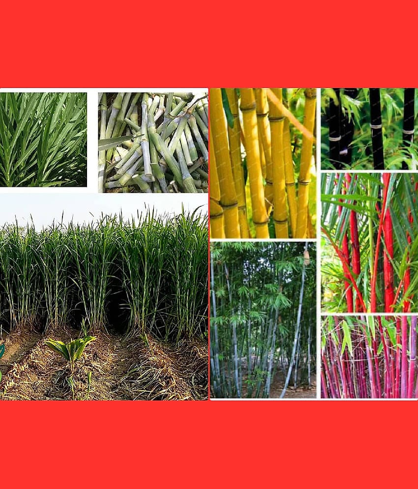 Homeagro Seeds Combo - Bamboo Plant ( 20 Seeds ) and Chrysanthemum mix Flower ( 50 seed )