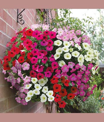 M-Tech Gardens Rare Hybrid Petunia " Rapide Mixed " Flower Seeds for Growing ( 100 Seeds Pack ) - PETUNIA114