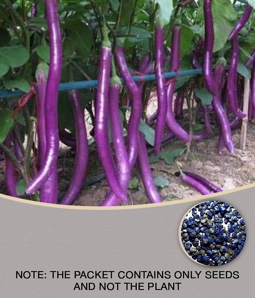 African Hybrid Brinjal Eggplant | Pack of 100 Seeds