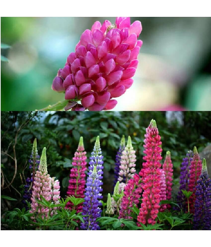 PREMIUM LUPIN FLOWER MIX COLOR 20 SEEDS PACK WITH MANUAL
