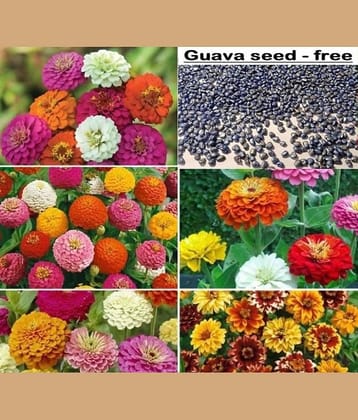 Zinnia Mix Flower seeds - 25 Seeds + Guava seed free ( 10 seed )