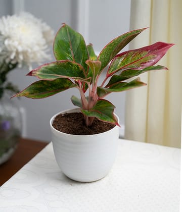 Aglaonema Lipstick in Pastel White Planter